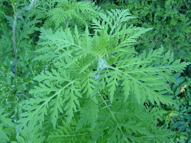 Ambrosia artemisiifolia jardin Périgueux 5